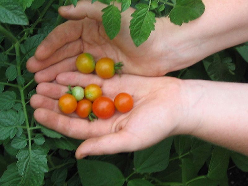 Cherry Tomatoes