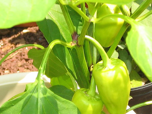 Green Peppers