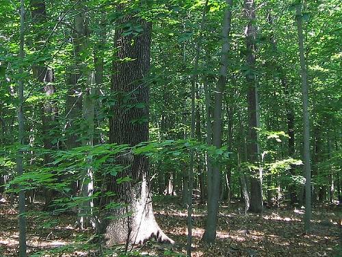 Sourland Mountain Preserve